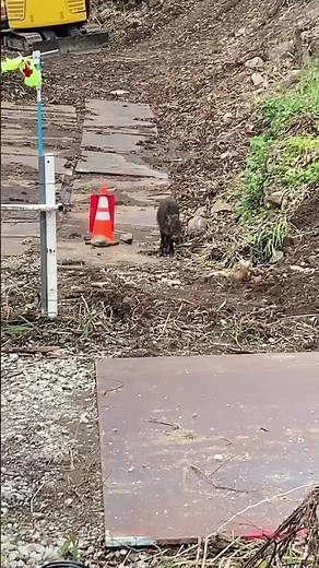 もののけ ミニ 乙事主 おっことぬし🐗