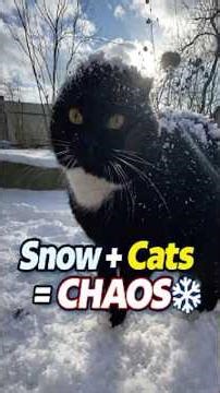 Winter Madness: Cats Playing in Snow ❄️😹 Winter Cat Moments 🐱#catsinsnow #wintercats #snowcats