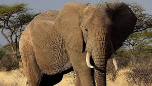 On #WorldElephantDay Learn About the Biggest Study of Africa's Elephants | Inside NATURE | Podcast | Nature