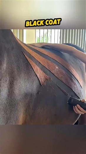 Hidden Secret Under Her Horse’s Fur 😳 #animals #wildlife #usa #newyork #america