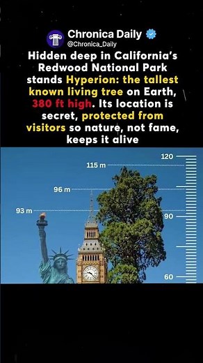 🌲😱 Hyperion: The Secret Giant of California’s Redwoods (380 ft Tall)