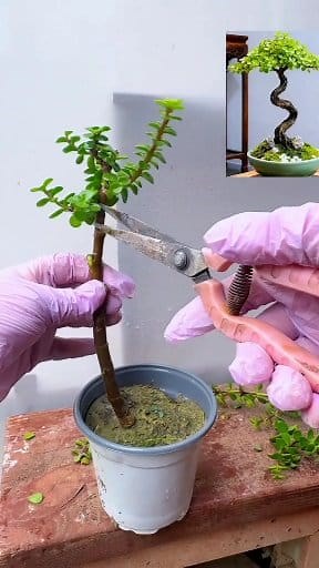 Bonsai making efforts #bonsaitree #bonsailovers #bonsai_making_techniques | Nazim's bonsai gallery