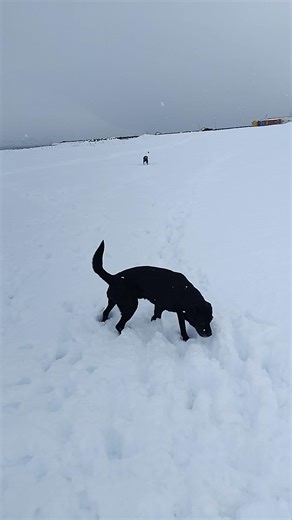 When my Labrador sees the ball 😂🐕 #shorts #labrador #dogs #snowdogs