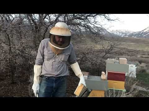 Robbing Behavior in Honey Bees