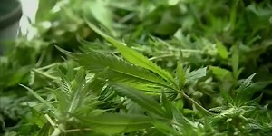 Contaminated cannabis: State warns of pesticide in some Vermont pot