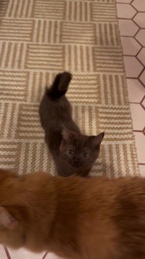 Meet Maple: The Adorable Cinnamon Munchkin Cat