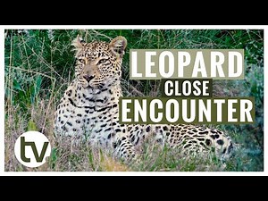 Facts You Didn't Know About Leopards