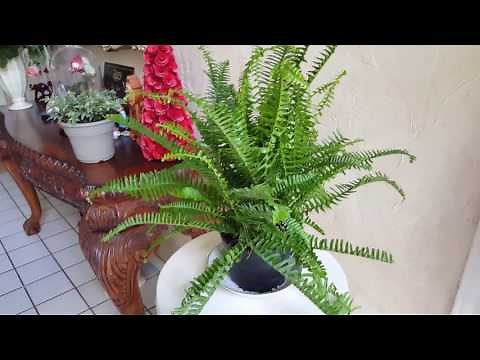 Taking care of my Kimberley Queen Fern