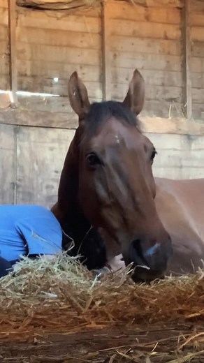 Unbreakable bond: A horse's loyalty and love towards its owner
