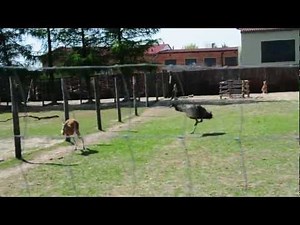 Emu vs. Kangaroo