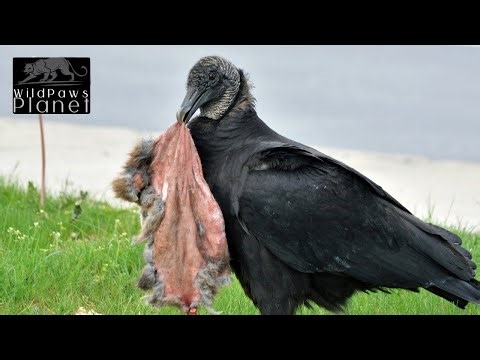 The Majestic Black Vulture: Nature's Scavenger