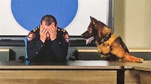Watch what happens when your dog solves problems like a pro