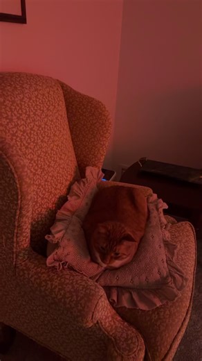 lychee (@lycheewearssweaters)’s videos with original sound - Dr. Jatun, DBA ❌