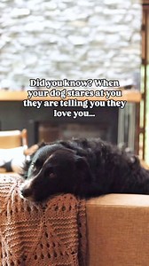 Take a moment to stare back🥹💓 Did you know, that when your dog stares at you with a relaxed posture they’re actually telling you they love you?🥹 Give them the attention they deserve & look back💓 Take every moment you can to bond with your dog✨ Do you and your dog have a special bond? I always say that Auzzy is my soul dog & it’s so true🫶 #adogslove #doglove #doglovers #dogsthatlove #lovemydog #dogsarethebest #dogsarelife #dogsarethebest #dogsarefamily #dogowner #dogowners #dogownerlife #dog