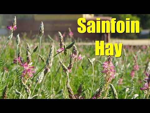 Sainfoin: The Best Hay You've Never Heard Of