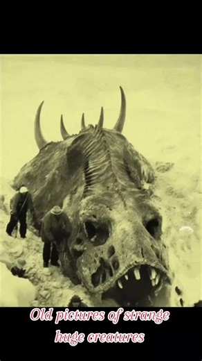 #cryptozoology #creature