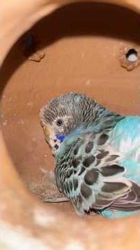 Day-212 1 Day Me Budgies Ki Breeding Kaise Hui? 🐦💥 End Tak Dekho #budgies #birdcare #budgielovers