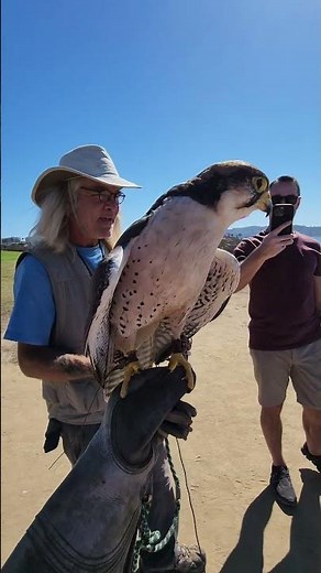 Peregrine Falcon Sounds