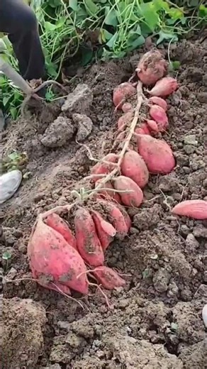 Sweet potato farming in China is very advanced and successful