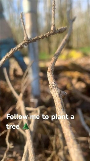Watch me plant a tree 🌲 Scotland forestry tree planting woodland work