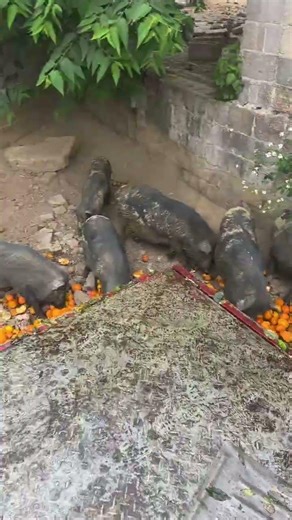 The Most Gorgeous 😂🐷 Pigs #shorts #youtubeshorts #ytshorts #viral #piggy #piglover #shortsfeed #fyp