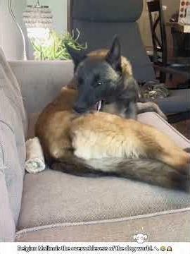 Belgian Malinois the overachievers of the dog world #dog #malinois #belgianmalinois #fyp