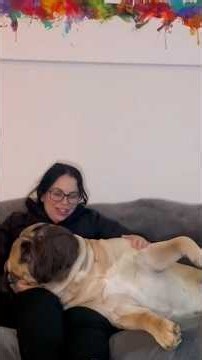 160-Pound Bullmastiff Still Insists On Being A Lap Dog | The Dodo