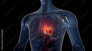 Heartbeat, human chest with beating heart, medical animation