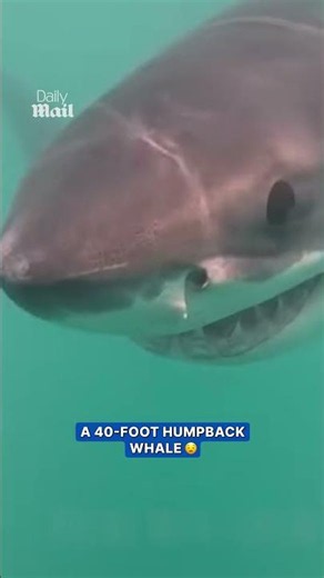 Scientists capture rare video of great white shark off coast of Rhode Island
