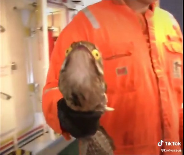 Hilarious Potoo Bird Compilation | Funny Animal Videos