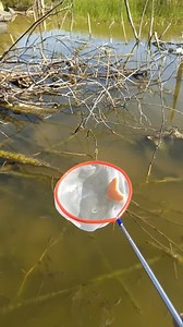 17K views · 81 reactions | Awesome video of catching fish | Random Joy Network | Facebook