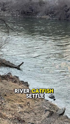 Try Fishing For Catfish In A River! 🎣 #shorts #fishing