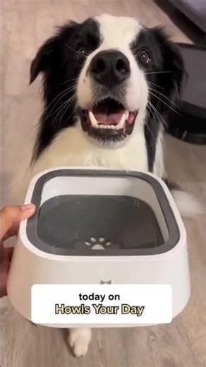 This 1.5L Anti-Overflow Floating Water Bowl keeps fresh water flowing —Anytime. Anywhere. Always. 💧🐾
