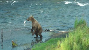 Young grizzly bear standing up on hind legs looking for fish North America Wildlife and Nature, Brooks Falls - Katmai National Park, Alaska, 2022