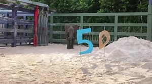 32K views · 1.7K reactions | Happy 50th anniversary Walt Disney World! Stella, a four-year-old African elephant in our care, is excited to get the celebration started. Follow along today as animals from across property kick off The World’s Most Magical Celebration! | Disney's Animals, Science and Environment | Facebook