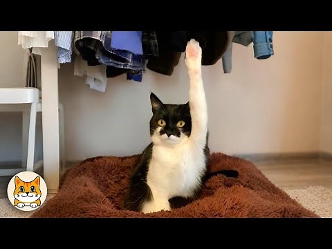 Funniest Cat Moments Ever Caught on Camera! 😂