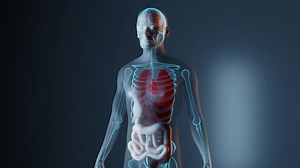 Heart Position in Human Body