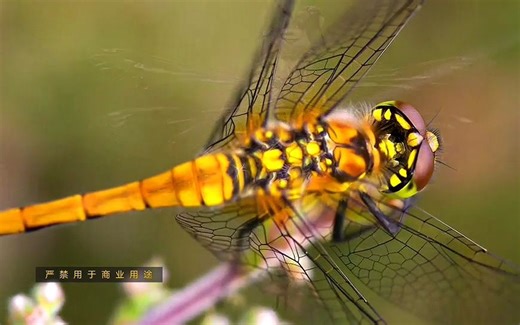 【纪录片】蜻蜓 【双语特效字幕】【纪录片之家爱自然】