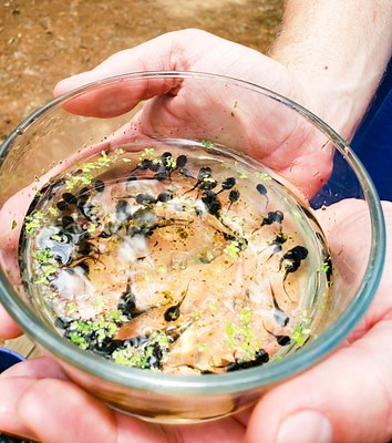 25  Live Tadpoles BUY3GET1FREE, small size, healthy and energetic! Tree Frogs | eBay