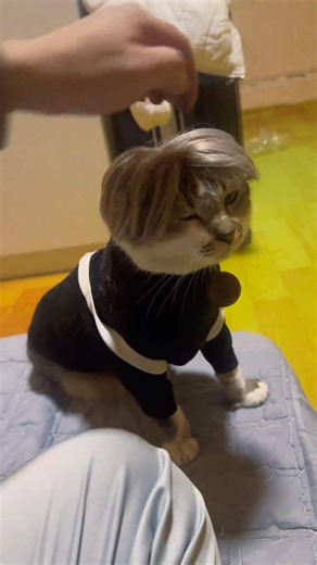 Cat Wearing Clothes For The First Time🤣🤣#funnycats #funnyanimals #petvideos #cat #catsoftiktok | Pet love baby