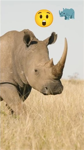 Angry Rhino Charging in Open Field 🦏🔥 | Real Wildlife Action #Viral #shorts