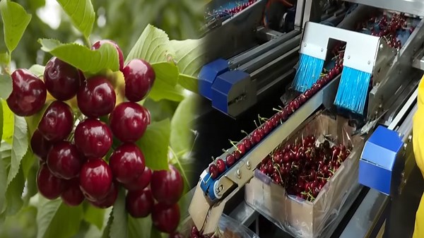 High-Tech Machines Shaking Trees for Cherry Harvest