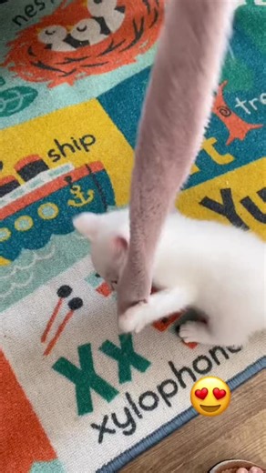 #onthisday #cat #kitten #pet #animals @Kitty House 14