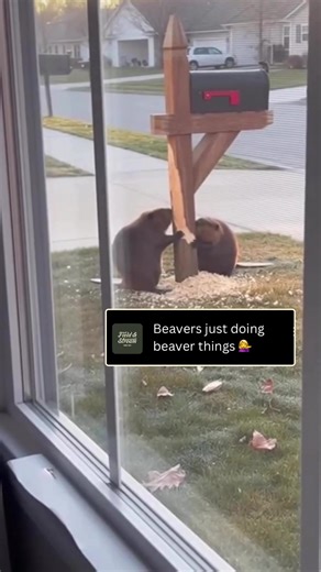 Only in Florida… you wake up to critters treating your mailbox like it’s part of the lodge. These two showed up to do major construction — right in someone’s front yard. Bit, shook, gnawed, and inspected that mailbox like they were building a dam version 2.0. 🎥Footage from: Florida Man Breaking News. #wildlife #nature
