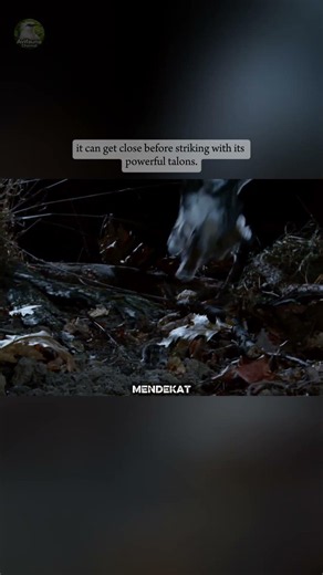 This Bird Hunts in Near Silence