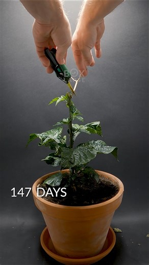 284 days in 60 seconds. Apocalypse Chocolate time-lapse | Boxlapse