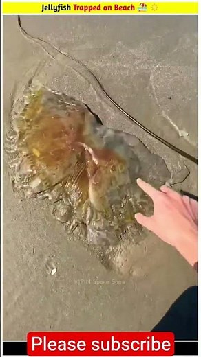 Jellyfish vs. Sun: The Unexpected Truth! ☀️ #shorts #facts