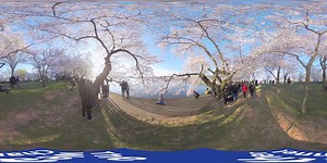 110K views · 1.3K shares | Every year, more than 1.5 million people see the cherry blossoms in Washington D.C. This 360 video lets you take part in the popular annual tradition without even leaving your home! | The Weather Channel | Facebook