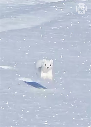 13K views · 227 reactions | A Beautiful ermine hopping in the snow! | Bored Panda Animals | Facebook