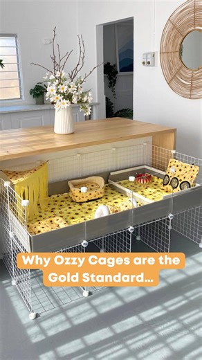 Tiny pets, big vibe ✨ Why Ozzy C&C cages are the GOLD standard for guinea pigs 🥇🐹 ✔️ Tried & tested by guinea pig owners ✔️ Vet-recommended for physical & mental wellbeing ✔️ Spacious, safe & welfare-focused ✔️ Fully customisable as your herd grows ✔️ Easy to clean = better hygiene & happier pigs Once you upgrade to an Ozzy C&C cage from Guinea Pigs Australia, you’ll never go back 💛 #guineapigsaustralia #guineapigcage #guineapigs #guineapighome #guineapigcare | Guinea Pigs Australia